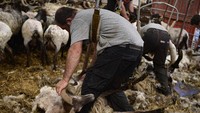Seorang pekerja tengah mencukur bulu domba di sebuah peternakan di Desa Bizkarreta, Pyrenean, Spanyol, Sabtu (29/5) waktu setempat.