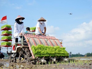Banyuwangi Tanam Perdana Metode Agro Solution, Ini Harapannya