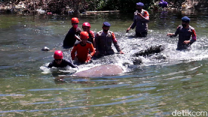 Duyung terdampar di pantai di Parepare, Sulsel (Hasrul/detikcom).