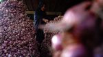 Harga Bawang Merah Turun di Tingkat Petani