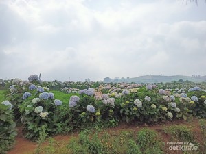 Puncak Brakseng, Permadani Alam Khas Batu Malang