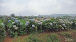 Puncak Brakseng, Permadani Alam Khas Batu Malang
