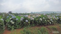 Hamparan Bunga Hortensia yang Cantik dengan Berbagai Warna Cerah