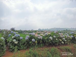 Puncak Brakseng, Permadani Alam Khas Batu Malang