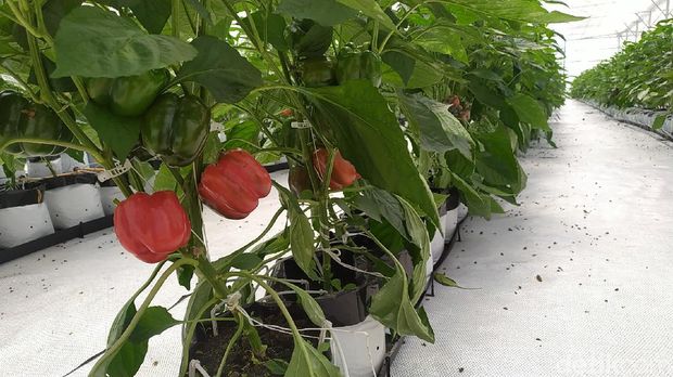 Smart green house, pertanian infus milik PT Agro Jabar di Garut