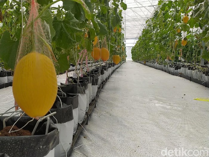Smart green house, pertanian infus milik PT Agro Jabar di Garut