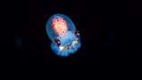 NASA Terbangkan Bayi Cumi-cumi ke Luar Angkasa
