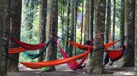 Berlokasi tak jauh dari pusat Ibu Kota Jakarta, Hutan Damar bisa menjadi destinasi pilihan kala lokasi lain sekitar puncak, Bogor penuh wisatawan.   