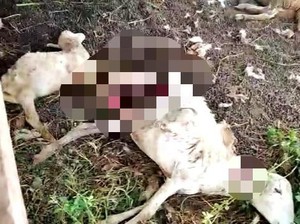5 Kambing Warga Banyuwangi Mati Misterius