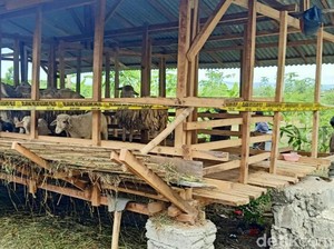 5 Kambing yang Mati Misterius di Banyuwangi Diduga Dimangsa Macan Bakau