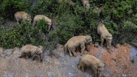 Kawanan 15 gajah ini telah menyebabkan lebih dari 400 insiden dan kerusakan sejak berkeliaran di luar kawasan cagar alam pada pertengahan April lalu.  