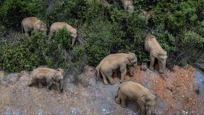 Kawanan Gajah Liar Ancam Keamanan Warga di China