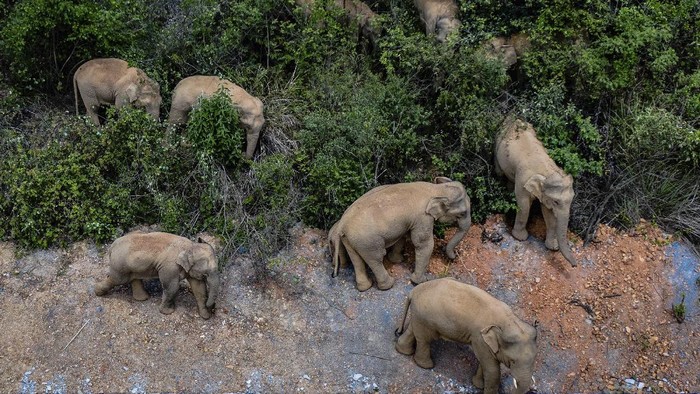 In this aerial photo released by Chinas Xinhua News Agency, a herd of wild Asian elephants walks in Eshan county in southwestern Chinas Yunnan Province, Friday, May 28, 2021. According to Chinese state media, nearby residents were evacuated as a precaution on Friday as the herd of 15 elephants have caused over 400 incidents and more than $1 million in damage since wandering out of a nature reserve area in mid-April. (Hu Chao/Xinhua via AP)