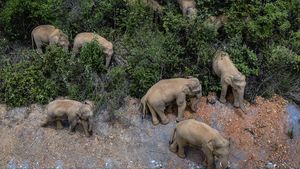 Kawanan Gajah Liar Ancam Keamanan Warga di China