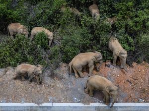 Kawanan Gajah Liar Ancam Keamanan Warga di China