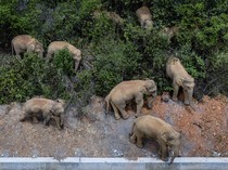 Virus Mematikan Hantui Gajah di Kebun Binatang Eropa dan Amerika Utara