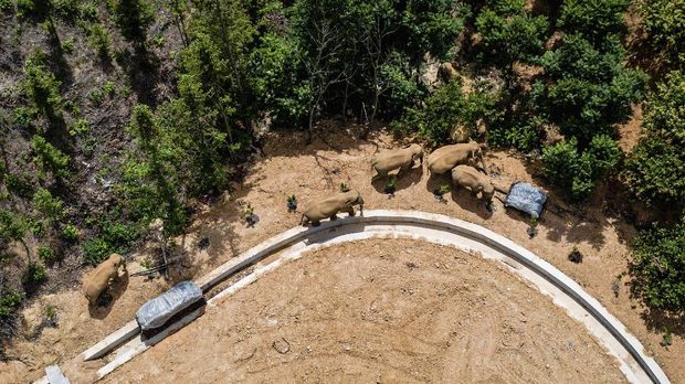In this aerial photo released by China's Xinhua News Agency, a herd of wild Asian elephants walks in E'shan county in southwestern China's Yunnan Province, Friday, May 28, 2021. According to Chinese state media, nearby residents were evacuated as a precaution on Friday as the herd of 15 elephants have caused over 400 incidents and more than $1 million in damage since wandering out of a nature reserve area in mid-April. (Hu Chao/Xinhua via AP)