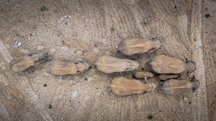 In this aerial photo released by China's Xinhua News Agency, a herd of wild Asian elephants walks in E'shan county in southwestern China's Yunnan Province, Friday, May 28, 2021. According to Chinese state media, nearby residents were evacuated as a precaution on Friday as the herd of 15 elephants have caused over 400 incidents and more than $1 million in damage since wandering out of a nature reserve area in mid-April. (Hu Chao/Xinhua via AP)