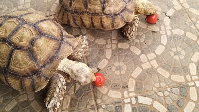 Kura-kura Sulcata