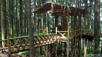 Hutan Damar yang berada di lingkup Taman Nasional Gunung Gede Pangrango ini menyuguhkan ketenangan dan kenyamanan bagi siapapun yang datang.   