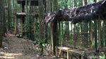 Lepas Penat Kala Pandemi di Hutan Damar Sukabumi