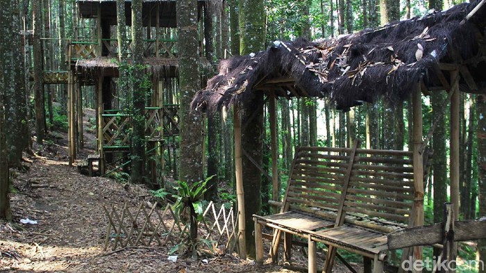 Lepas Penat Kala Pandemi di Hutan Damar Sukabumi