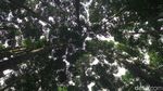 Lepas Penat Kala Pandemi di Hutan Damar Sukabumi