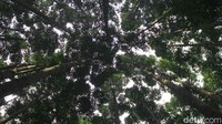 Belum banyak yang tahu, Sukabumi juga punya wisata hutan yang nggak kalah seru dari daerah lainnya.   