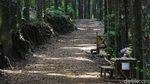 Lepas Penat Kala Pandemi di Hutan Damar Sukabumi