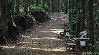 Menariknya lagi adalah tak perlu merogoh kocek dalam-dalam karena wisata ke Hutan Damar Sukabumi tergolong murah meriah.   