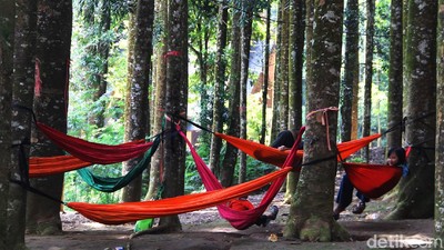 Lepas Penat Kala Pandemi di Hutan Damar Sukabumi