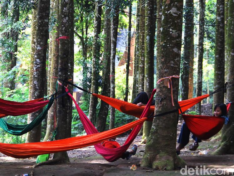 Lepas Penat Kala Pandemi di Hutan Damar Sukabumi