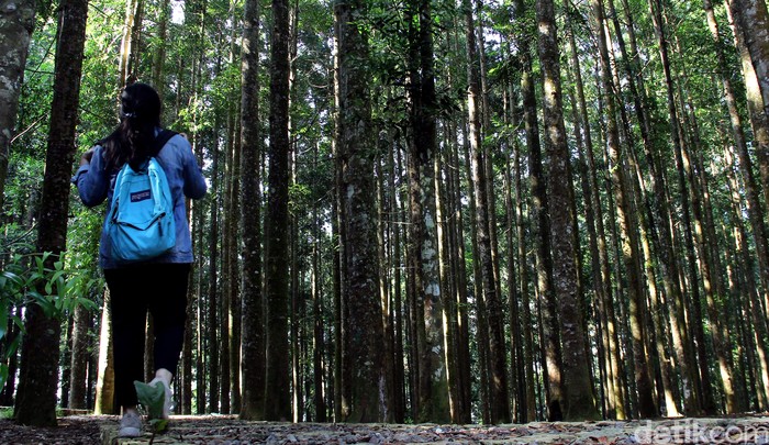 Pusat Konservasi Elang Jawa Cimungkad merupakan salah satu kawasan konservasi yang ada di Sukabumi. Kawasan konservasi itu memiliki museum dan hutan damar.