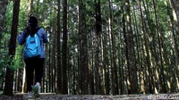 Penanaman Metode Miyawaki adalah suatu metode penanaman untuk merestorasi areal kritis yang dikembangkan oleh Profesor dari Jepang (Prof. Miyawaki) yakni konsep penanaman pohon menggunakan jarak tanam rapat yaitu jumlah penanaman antara 20.000 s.d 30.000 pohon/ha dengan tujuan agar fungsi ekosistem kawasan hutan dan tutupan lahan dapat dipulihkan dalam kurun waktu yang lebih singkat.