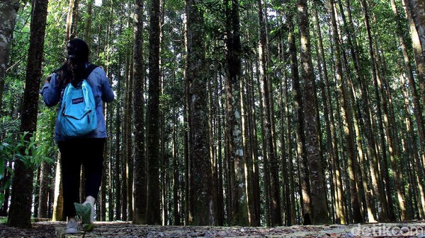 Penanaman Metode Miyawaki adalah suatu metode penanaman untuk merestorasi areal kritis yang dikembangkan oleh Profesor dari Jepang (Prof. Miyawaki) yakni konsep penanaman pohon menggunakan jarak tanam rapat yaitu jumlah penanaman antara 20.000 s.d 30.000 pohon/ha dengan tujuan agar fungsi ekosistem kawasan hutan dan tutupan lahan dapat dipulihkan dalam kurun waktu yang lebih singkat. Penanaman Metode Miyawaki adalah suatu metode penanaman untuk merestorasi areal kritis yang dikembangkan oleh Profesor dari Jepang (Prof. Miyawaki) yakni konsep penanaman pohon menggunakan jarak tanam rapat yaitu jumlah penanaman antara 20.000 s.d 30.000 pohon/ha dengan tujuan agar fungsi ekosistem kawasan hutan dan tutupan lahan dapat dipulihkan dalam kurun waktu yang lebih singkat.