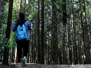 Penat di Ibu Kota? Coba Terapi Hutan di Cimungkad Sukabumi