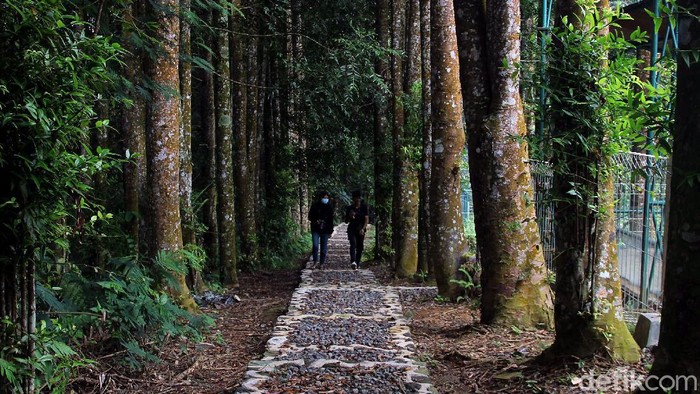 Pusat Konservasi Elang Jawa Cimungkad merupakan salah satu kawasan konservasi yang ada di Sukabumi. Kawasan konservasi itu memiliki museum dan hutan damar.