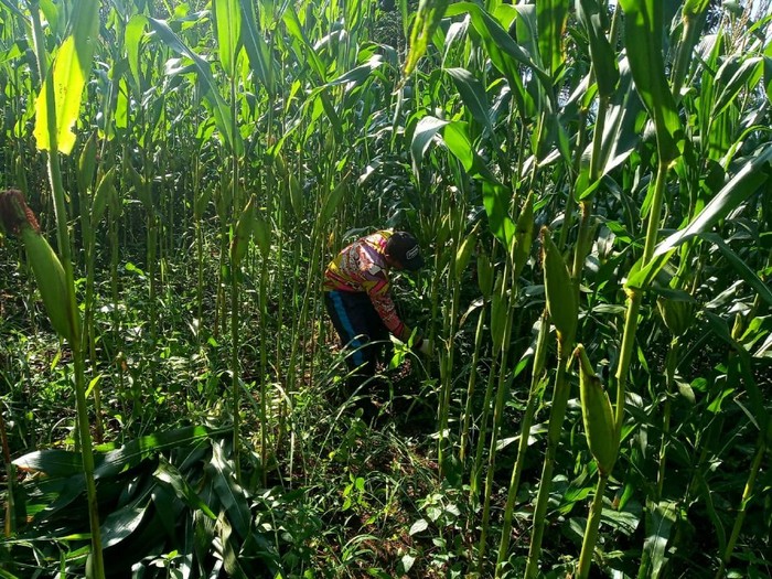 Petani milenial di cianjur yang siap panen jagung