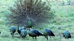 Cantiknya Ekor Burung Merak Saat Mekar