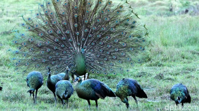 Merak hijau (pavo muticus) jantan mengembangkan bulu ekornya untuk menarik perhatian merak betina di Savana Sadengan, Taman Nasional Alas Purwo, Banyuwangi, Jawa Timur, Senin (31/5/2021). Saat ini di TN Alas Purwo memasuki musim kawin merak hijau yang diperkirakan berlangsung hingga bulan september.