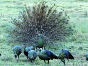 Burung Merak Hijau Ujung Kulon Bisa Dilihat Pagi atau Sore