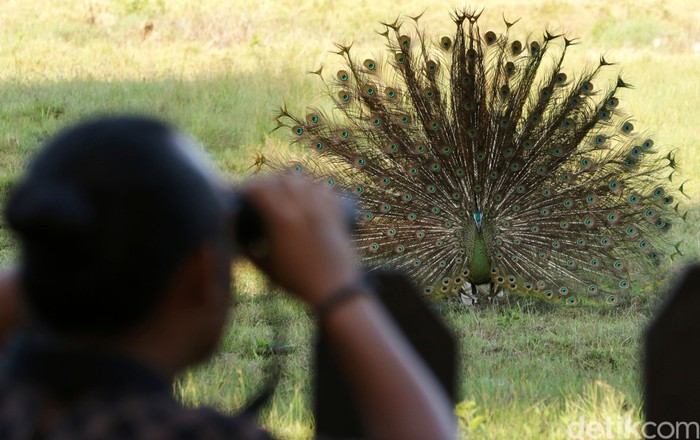 Merak hijau (pavo muticus) jantan mengembangkan bulu ekornya untuk menarik perhatian merak betina di Savana Sadengan, Taman Nasional Alas Purwo, Banyuwangi, Jawa Timur, Senin (31/5/2021). Saat ini di TN Alas Purwo memasuki musim kawin merak hijau yang diperkirakan berlangsung hingga bulan september.