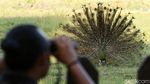Cantiknya Ekor Burung Merak Saat Mekar