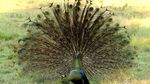 Cantiknya Ekor Burung Merak Saat Mekar