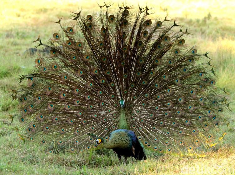 Cantiknya Ekor Burung Merak Saat Mekar