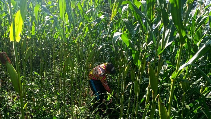 Petani Milenial Cianjur cek kondisi tanaman jagung yang digarapnya