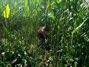 Petani Milenial Cianjur Banyak yang Mundur, Kini Tersisa 4 Orang