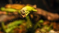 Pengunjung juga dapat melihat iguana di pusat perbelanjaan tersebut.  