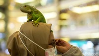 Bila penasaran, pengunjung juga dapat menyentuh maupun bermain dengan iguana itu.