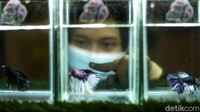 Seorang pengunjung melihat ikan cupang yang dipamerkan. Jika tertarik pengunjung dapat membeli hewan yang tersedia untuk dijual. Beberapa hewan yang dijual di antaranya skinny guinea pig yang dibanderol Rp 5 juta hingga kelinci yang dijual dengan harga beragam mulai dari Rp 350 ribu hingga Rp 700 ribu.